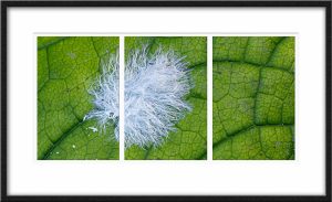 Dennis-Russ Feather-On-Leaf-Triptych 19