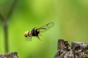 Alan-Jones Hornet-Fly 18