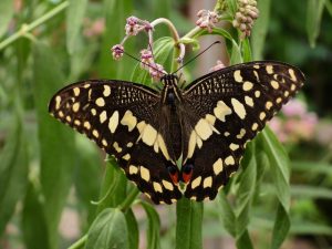 Debra-Jeffries Papilio-Demoleus 19