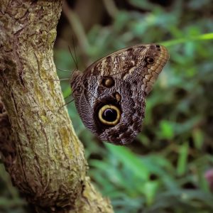 Jen-Oldham Who-Are-You-Looking-At 18