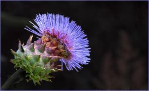 Brian-Howell Thistle 18