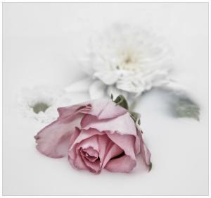 Wendy-Jones Daydreamer-Rose 18