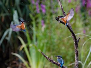 Keith Arkley-THREE KINGFISHERS - 18