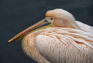 Janet Francis - The Pelican - 19