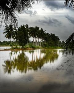 Paul Arnold-Palm Trees In A Paddy Field - 19