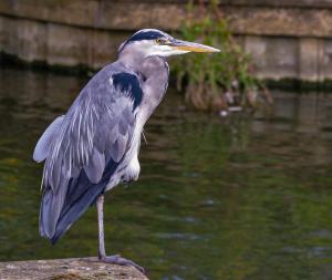 Allen Willcox-Heron On The Lookout-19