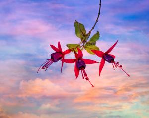 Dennis Russ-Fuchsias At Sunset-18