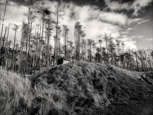 Dennis Russ - Looking Up At The Dead Pines - 18