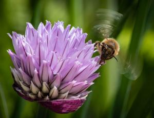 Gordon Relf-Bee Fly In Action-20