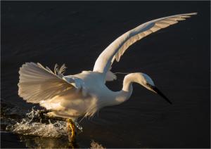 Ian Keevil-Egret Take Off At Golden Hour-18