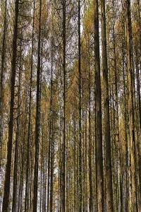 Janet Horbury-Pines Reaching For The Light-20