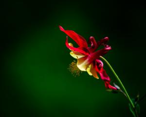 Kay Mills - Grannys Bonnet Aquilegia - 18