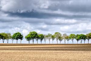 Liz Clayton - The Tree Line - 18