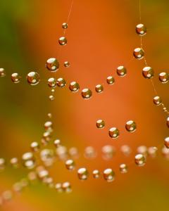 Martin Ennis-Morning Dew-18