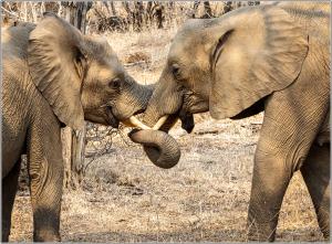 Paul Arnold - Elephants Greeting - 19