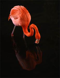 Paul Dennis-Pretty Flamingo.-20