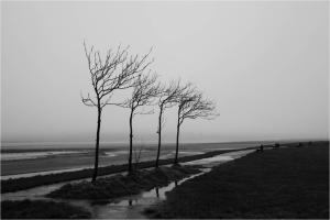 Paul Dennis-Shoreline Trees - 18